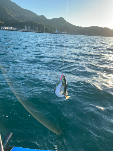 シロサバフグの釣果