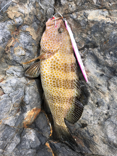 オオモンハタの釣果