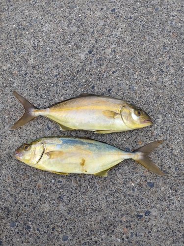 ショゴの釣果