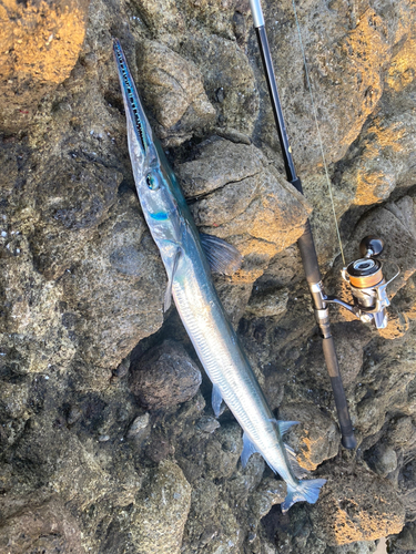 ダツの釣果