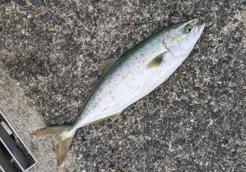 ハマチの釣果