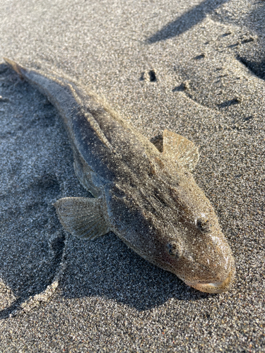 マゴチの釣果