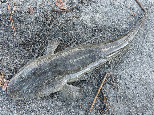 マゴチの釣果