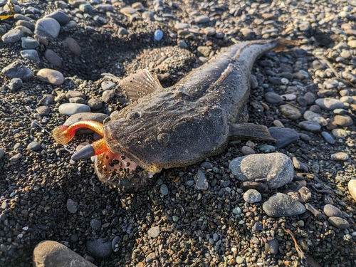 マゴチの釣果