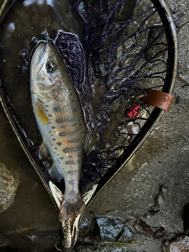 ヤマメの釣果