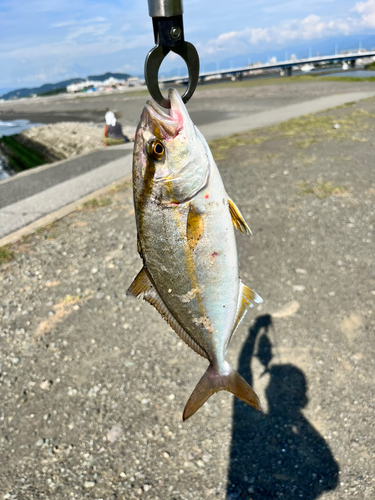 ショゴの釣果