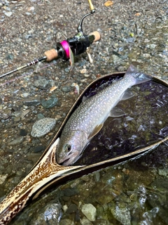 イワナの釣果