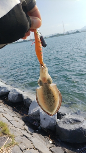 コウイカの釣果