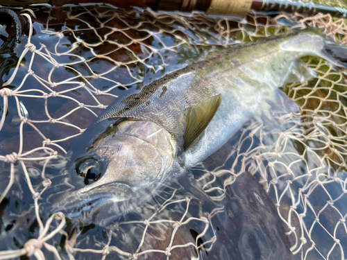 ヤマメの釣果