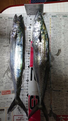 サゴシの釣果