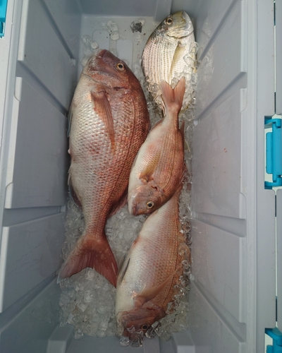 マダイの釣果