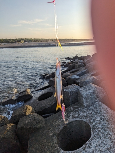 カマスの釣果