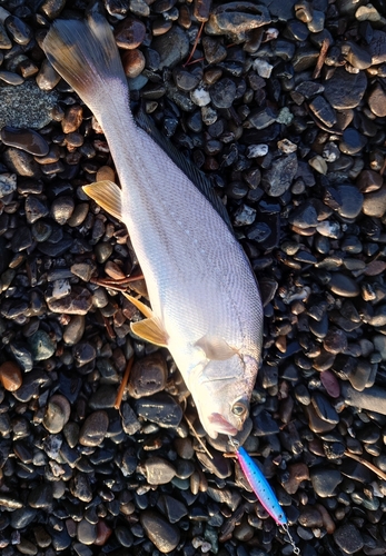 ニベの釣果