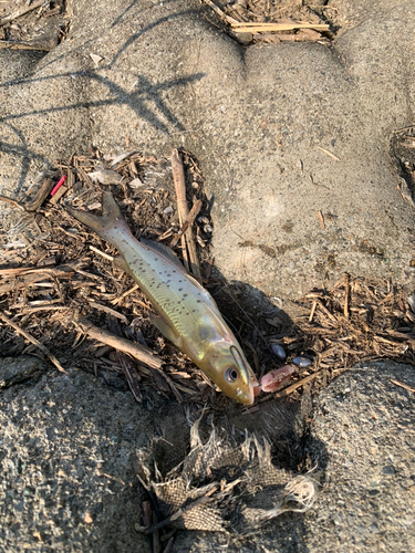 アメリカナマズの釣果