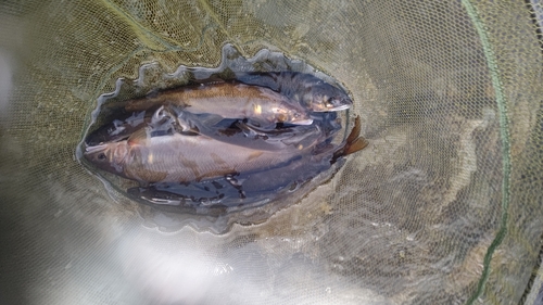 アユの釣果