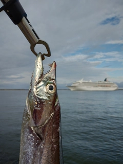 タチウオの釣果