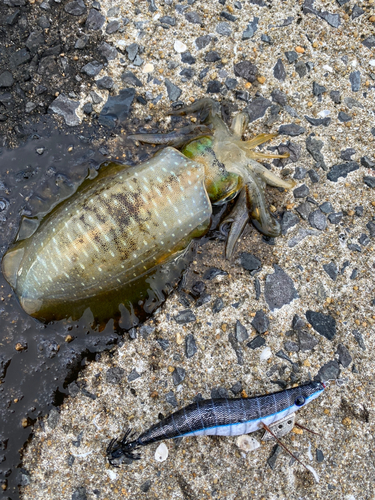 アオリイカの釣果