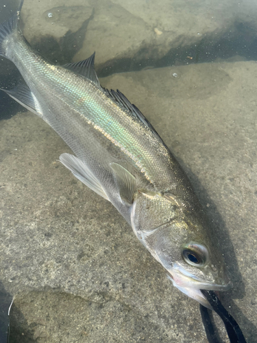 セイゴ（マルスズキ）の釣果