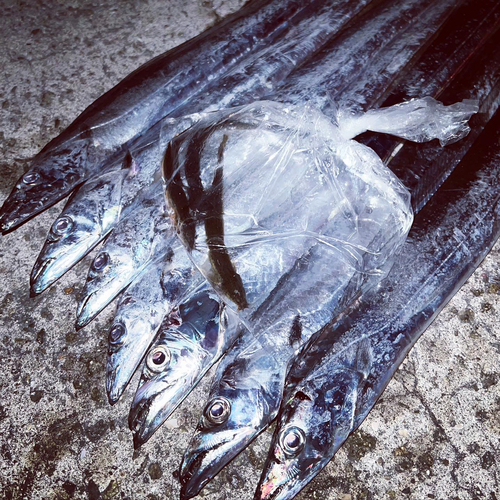 タチウオの釣果