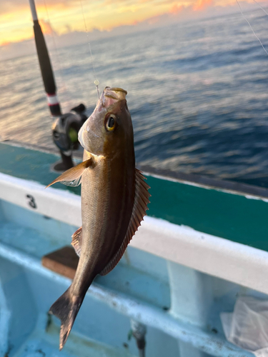 イサキの釣果