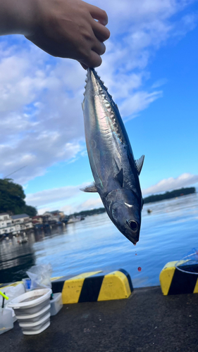 マルソウダの釣果