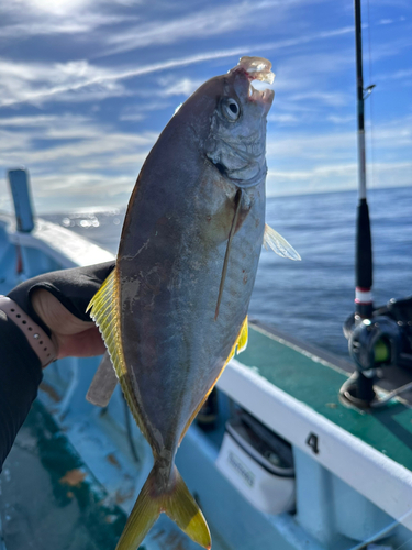 シマアジの釣果