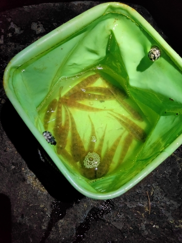 マハゼの釣果