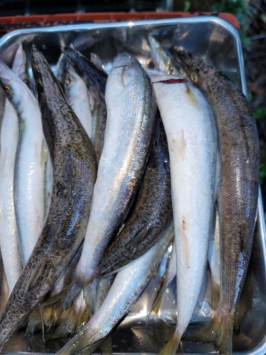 カマスの釣果