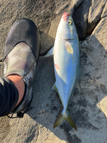 ワカシの釣果