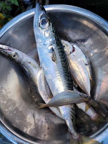 サバの釣果