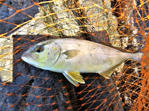 ショゴの釣果