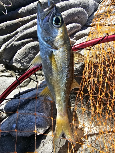 クロムツの釣果