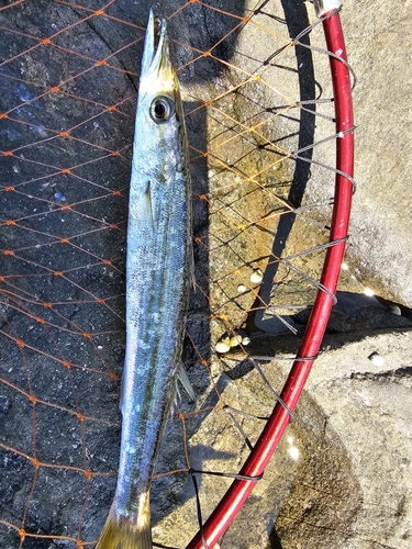 カマスの釣果