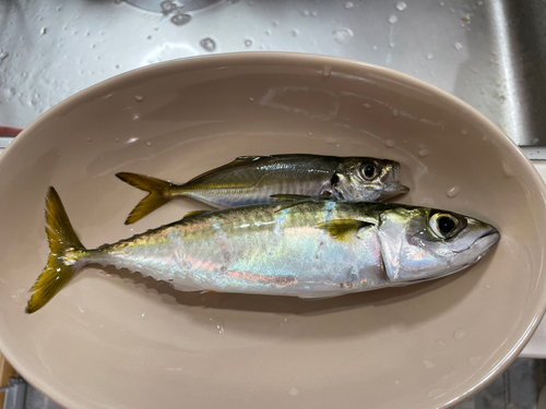 サバの釣果