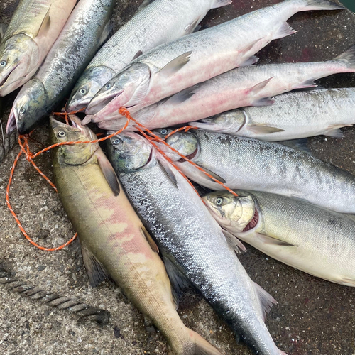 アキアジの釣果