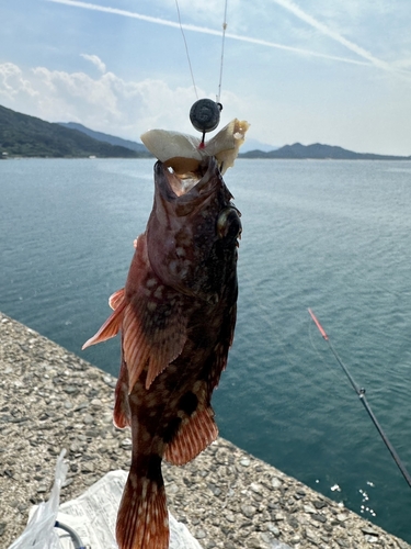 カワハギの釣果