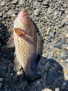 オオモンハタの釣果