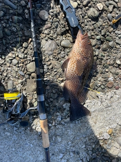 オオモンハタの釣果