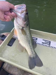 ブラックバスの釣果