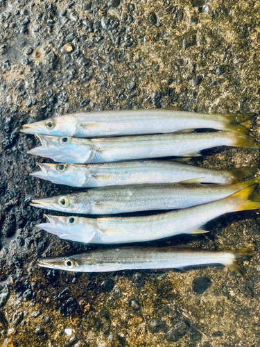 カマスの釣果