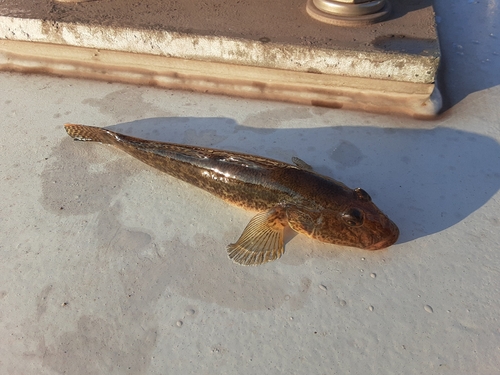 マハゼの釣果