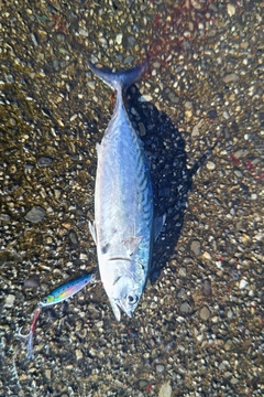 マルソウダの釣果