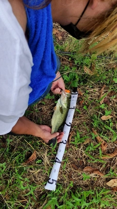 ブラックバスの釣果