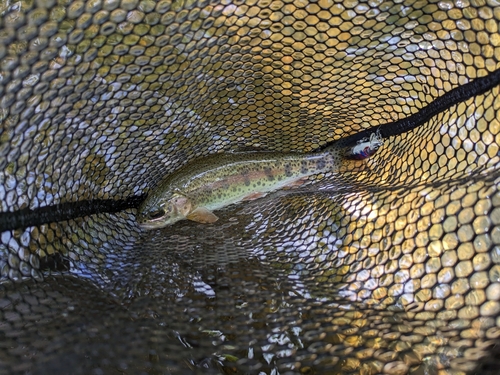 ヤマメの釣果