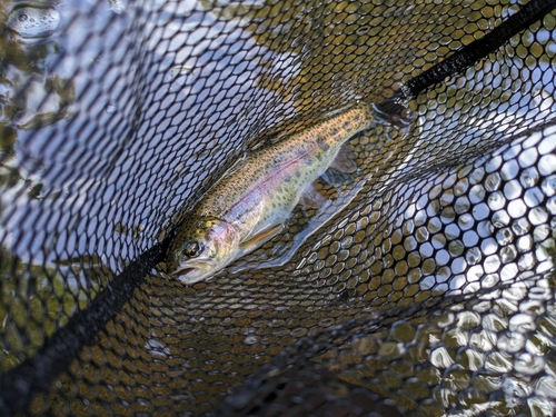 ヤマメの釣果