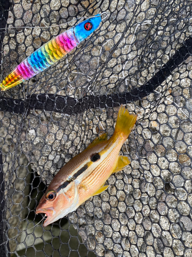 ヨコスジフエダイの釣果