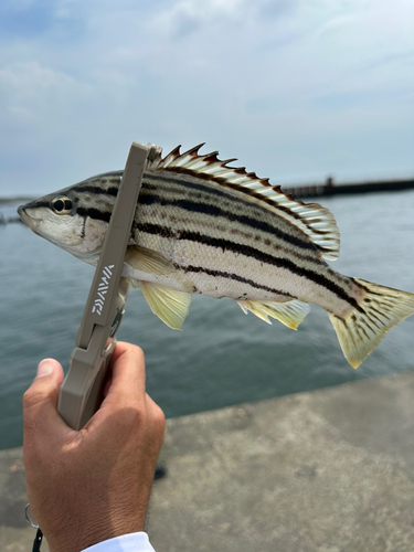 シマイサキの釣果