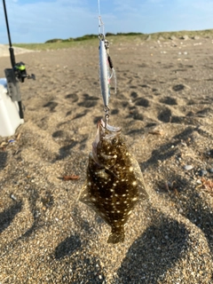 ソゲの釣果