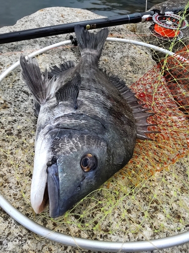 チヌの釣果