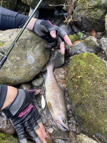 アマゴの釣果